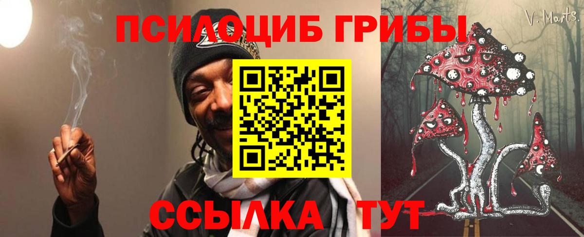 Псилоцибиновые грибы Psilocybe Елец